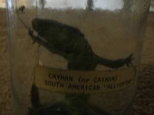 lot 2239 image: CAYMAN IN JAR