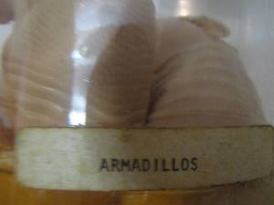 lot 2248 image: baby armadillos in jar