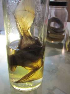 lot 2241 image: large bat in jar