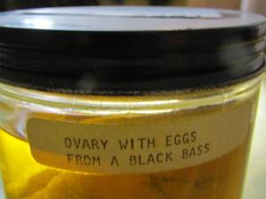 lot 2251 image: ovary with eggs from a black bass