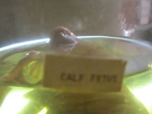 lot 2250 image: calf fetus in jar