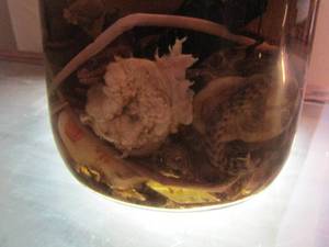 lot 2246 image: ready for the blender- jar of baby turtles, snakes, and more