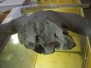lot 2466 image: PART OF A BISON SKULL WITH SOME HORNS