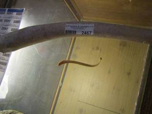 lot 2467 image: WHALE PENILE BONE   & A RACCOON PENILE BONE