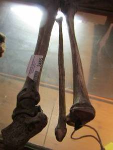 lot 2465 image: qty 3 bones