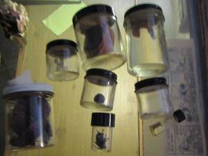 lot 2469 image: ASSORTMENT OF SPECIMENS IN JARS