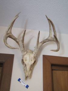lot 2470 image: EUROPEAN DEER  MOUNT