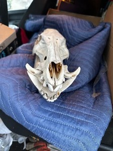 lot 2160 image: WILD BOAR SKULL  with  BOOK SKULLS -BY SIMON WINCHESTER