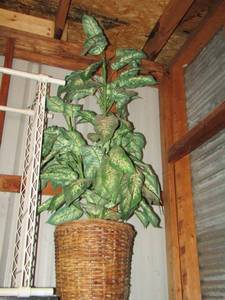 lot 217 image: tall wax plant