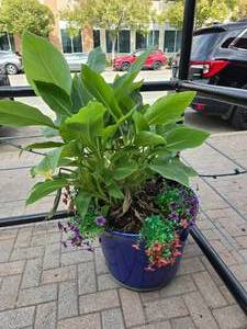 lot 51 image: Large Potted Plant.  Yes, the big plant is real