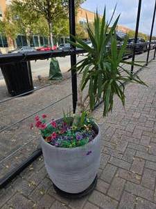 lot 52 image: Large Potted Plant.  Yes, the big plant is real