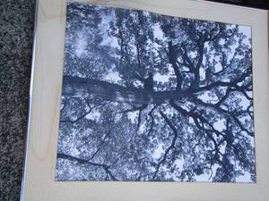 lot 222 image: bur oak upper story tree photo