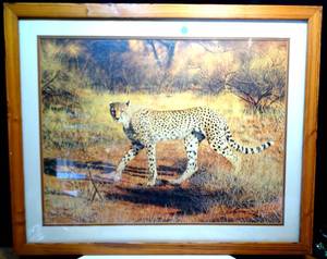 lot 92 image: CHARLES FRACE SIGNED CHETTAH (1977) - BEAUTIFULLY FRAMED AND DOUBLE MATTED. AMAZING PHOTO PRINT HAND SIGNED BY CHARLES FRACE