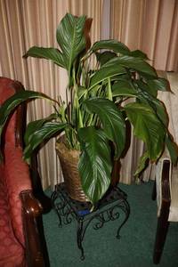 lot 16 image: Live plant with plant stand