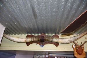 lot 1 image: Longhorn cattle horn wall mount. Approx. 5 ft. Wide