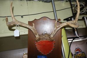 lot 137 image: Wall mount antlers - 1 total