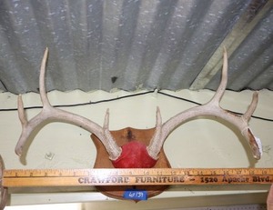lot 139 image: Wall mount antlers - 1 total
