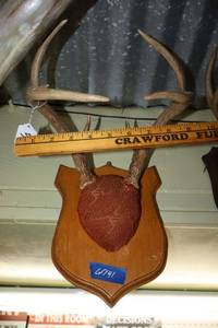 lot 141 image: Wall mount antlers - 1 total