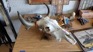 lot 18 image: Cattle skull with horns