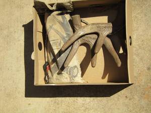 lot 92 image: DEER ANTLERS FOR RATTLING
