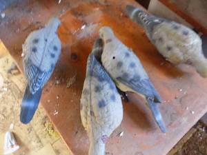 lot 603 image: DOVE DECOYS  qty 4
