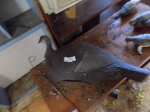 lot 604 image: TURKEY Decoy