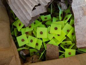 lot 638 image: nails