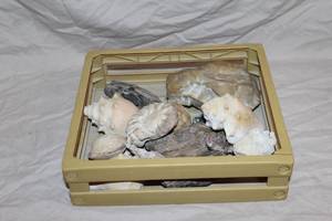 lot 71 image: assorted seashells, rocks, and fossils.
