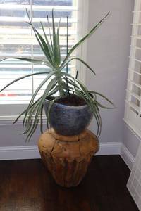 lot 59 image: Large live aloe plant with extra wood carved planter