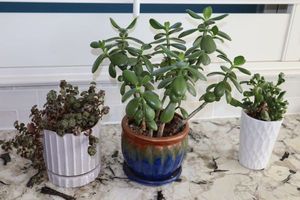 lot 54 image: 3 small Live plants
