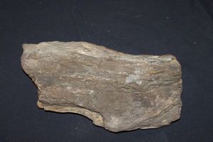 lot 204 image: Petrified Wood See Photos For Size and Weight Details