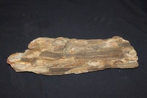 lot 205 image: Petrified Wood See Photos for Size and Weight Details