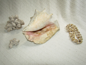 lot 569 image: Large conch shell, and other sea creature shells