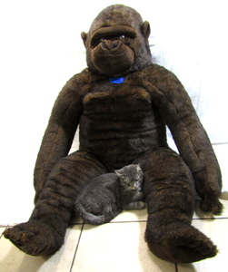 lot 712 image: Huge 5 ft tall stuffed gorilla, ( Sorry, cat not included, for size reference only)