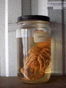 lot 42 image: Crawfish  Specimen in jar