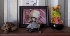 lot 44 image: turtle dcor and framed turtle art