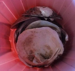 lot 57 image: small plastic mini trash can with various shells