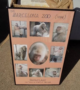 lot 81 image: Barcelona zoo snowflake the gorilla photos