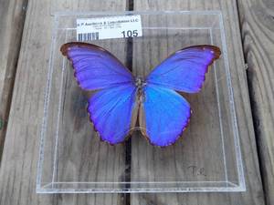 lot 105 image: beautiful butterfly in container
