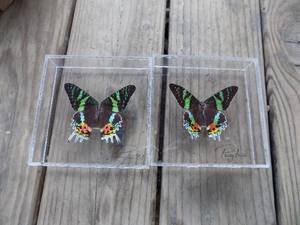 lot 106 image: qty 2 beautiful butterfly in containers