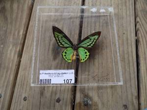 lot 107 image: green and black butterfly