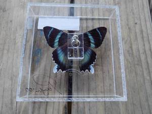 lot 108 image: blue and black butterfly in container