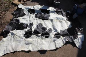lot 175 image: genuine black and white spotted cowhide rug