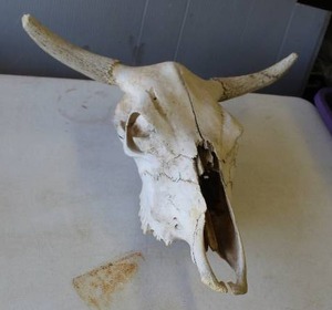 lot 388 image: collectible bovine skull