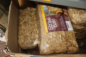 lot 22 image: Small straw bales - 5x6x13 and window panels