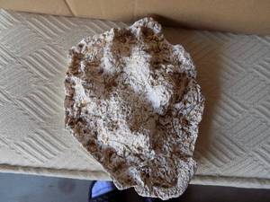 lot 17 image: GREY WOLF TRACK KATMAI ALASKA JUNE 2006 FOOT PRINT