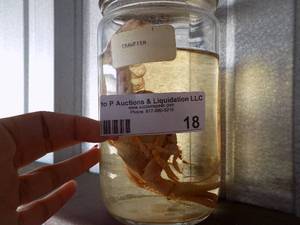 lot 18 image: PRESERVED CRAYFISH