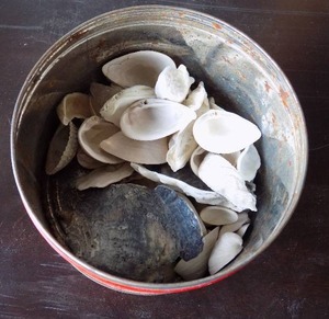 lot 73 image: CAN OF VARIOUS SEASHELLS