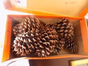 lot 84 image: PINE CONES