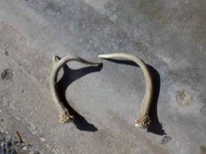 lot 185 image: DEER HORNS  - 6 PLUS